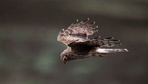 Female hen harrier