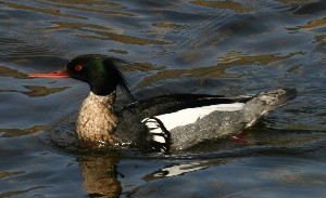 Red-breasted merganser