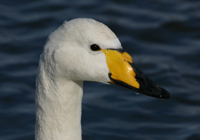 Whooper swan