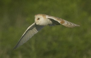 Barn owl (richard-bedford.co.uk)