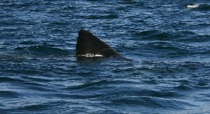 Basking Shark