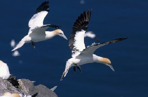 Gannets by A Hay (rspb-images.com)