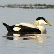 Eider Duck