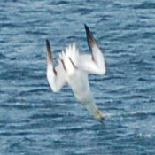 Gannet