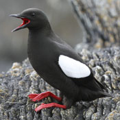Black Guilemot