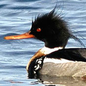 Redbreasted Merganser
