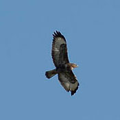 Buzzard
