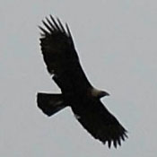 Golden Eagle