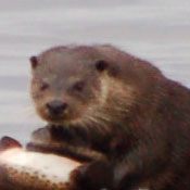 Otter