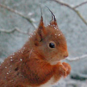 Red Squirrel