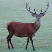 Red Deer
