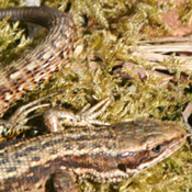 Common Lizard by Zabdi Keen