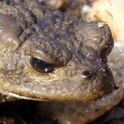 Common Toad by Lucy Wallace