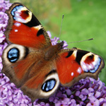 Peacock Butterfly