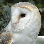 Barn Owl
