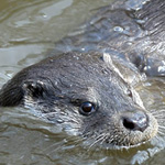 Otter