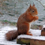 Red Squirrel